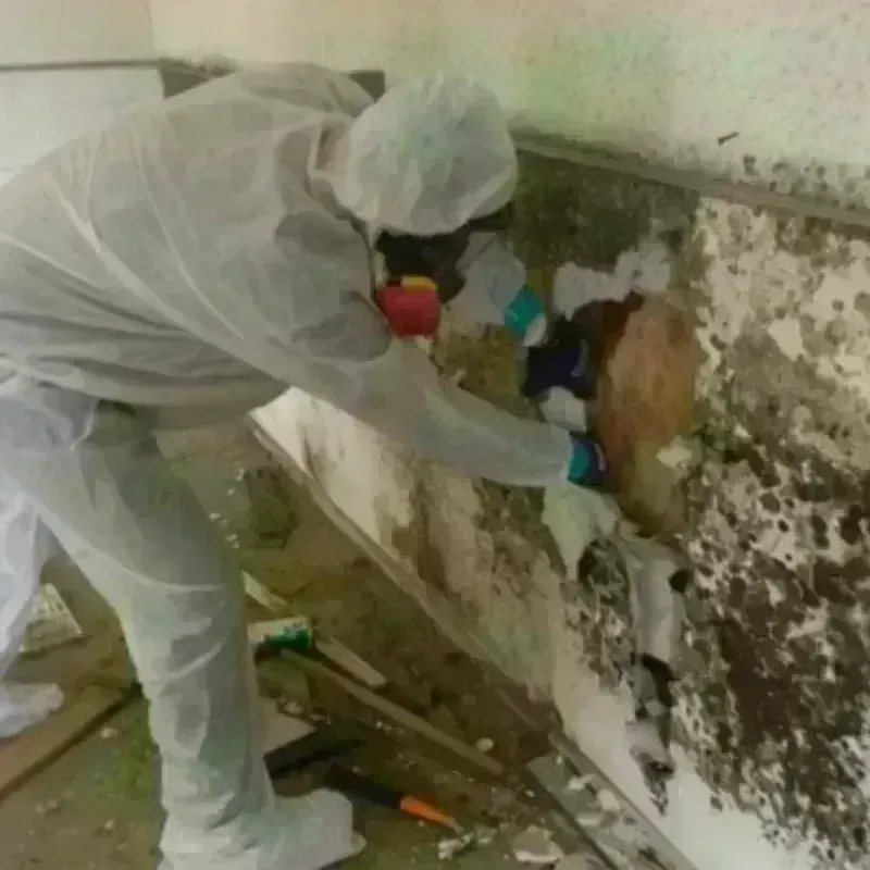 Mold Remediation and Removal in Sunflower, MS